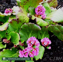 Bergenia 'Morgenröte' P9